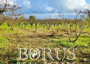 Foto 4 - Agricultural land Teverola - photo 4