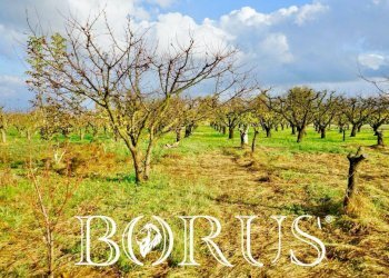 Foto 5 - Agricultural land Teverola - photo 5