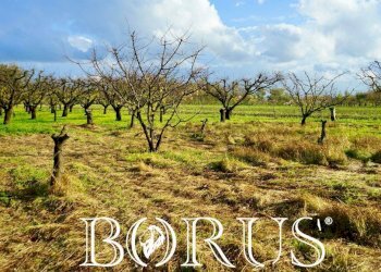 Foto 6 - Agricultural land Teverola - photo 6