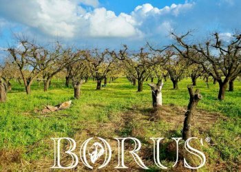 Foto 7 - Agricultural land Teverola - photo 7