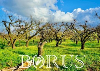 Foto 8 - Agricultural land Teverola - photo 8