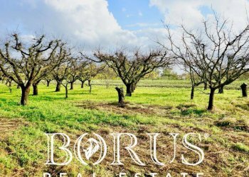 Foto 9 - Agricultural land Teverola - photo 9