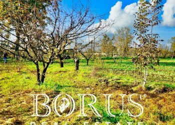 Foto 10 - Agricultural land Teverola - photo 10