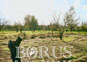 Foto 11 - Agricultural land Teverola - photo 11