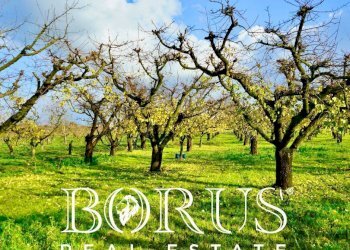 Foto 12 - Agricultural land Teverola - photo 12