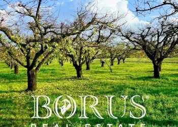 Foto 13 - Agricultural land Teverola - photo 13