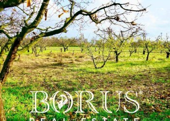 Foto 15 - Agricultural land Teverola - photo 15