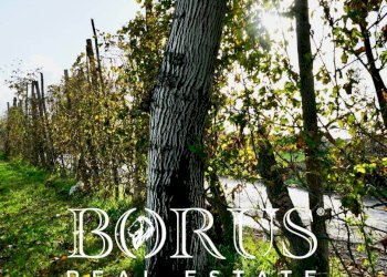 Foto 16 - Agricultural land Teverola - photo 16