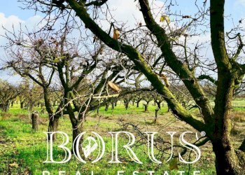 Foto 17 - Agricultural land Teverola - photo 17