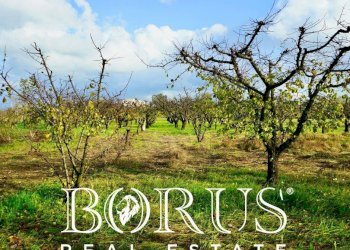 Foto 18 - Agricultural land Teverola - photo 18