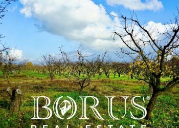 Foto 19 - Agricultural land Teverola - photo 19