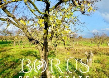 Foto 22 - Agricultural land Teverola - photo 22