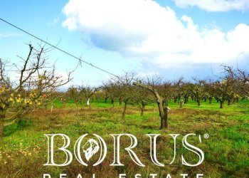 Foto 23 - Agricultural land Teverola - photo 23