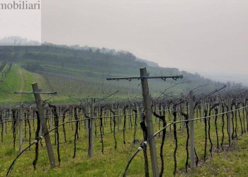 Foto 3 - Terreno agricolo Colognola ai Colli - foto 3