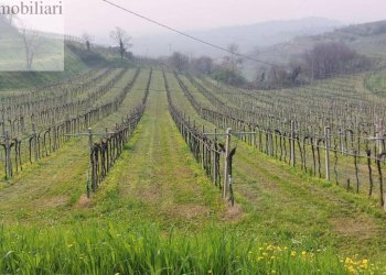 Foto 4 - Terreno agricolo Colognola ai Colli - foto 4