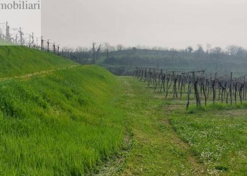 Foto 5 - Terreno agricolo Colognola ai Colli - foto 5