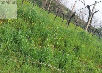 Foto 6 - Terreno agricolo Colognola ai Colli - foto 6