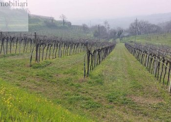 Foto 7 - Terreno agricolo Colognola ai Colli - foto 7