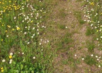 Foto 8 - Terreno agricolo Colognola ai Colli - foto 8