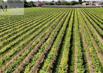 Foto 4 - Agricultural land Pojana Maggiore - photo 4