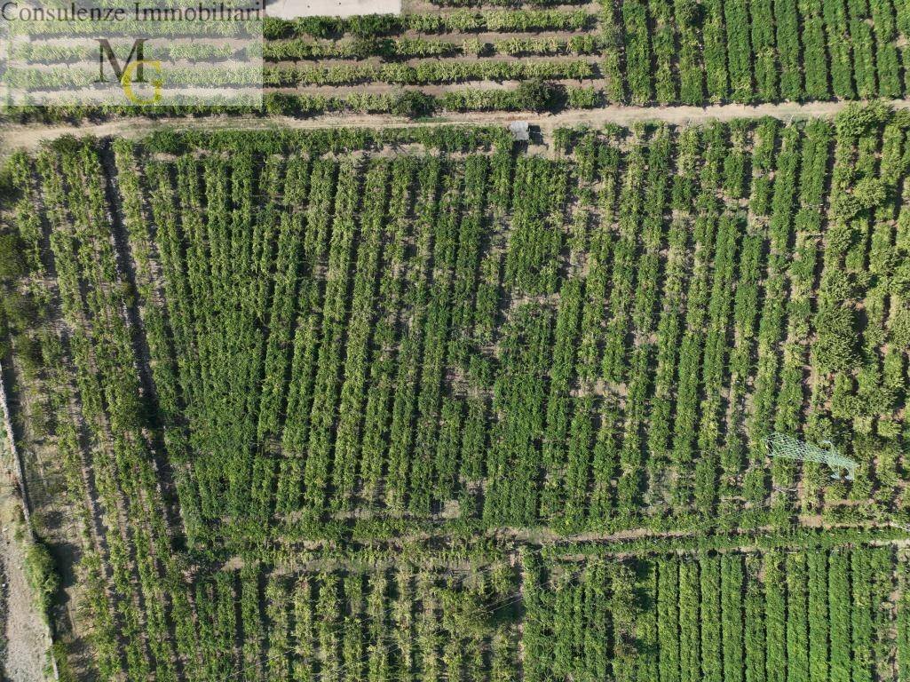 Foto 2 - Terreno agricolo Montecchia di Crosara - foto 2