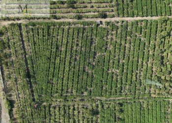 Foto 2 - Terreno agricolo Montecchia di Crosara - foto 2