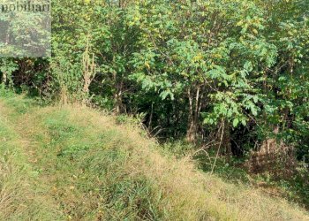 Foto 7 - Agricultural land Vestenanova - photo 7