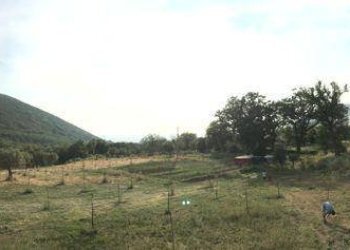 Foto 2 - Terreno agricolo via strettina Scorzello, Capaccio Paestum - foto 2