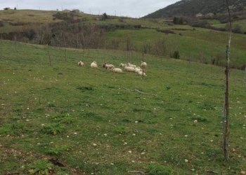 Foto 4 - Terreno agricolo via strettina Scorzello, Capaccio Paestum - foto 4