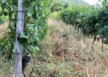 Foto 6 - Terreno agricolo via strettina Scorzello, Capaccio Paestum - foto 6