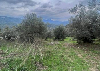 Foto 4 - Terreno agricolo via diga alento, Prignano Cilento - foto 4