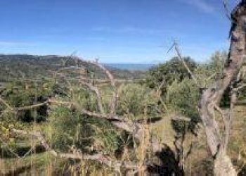 Foto 2 - Terreno agricolo via visconti, Ogliastro Cilento - foto 2