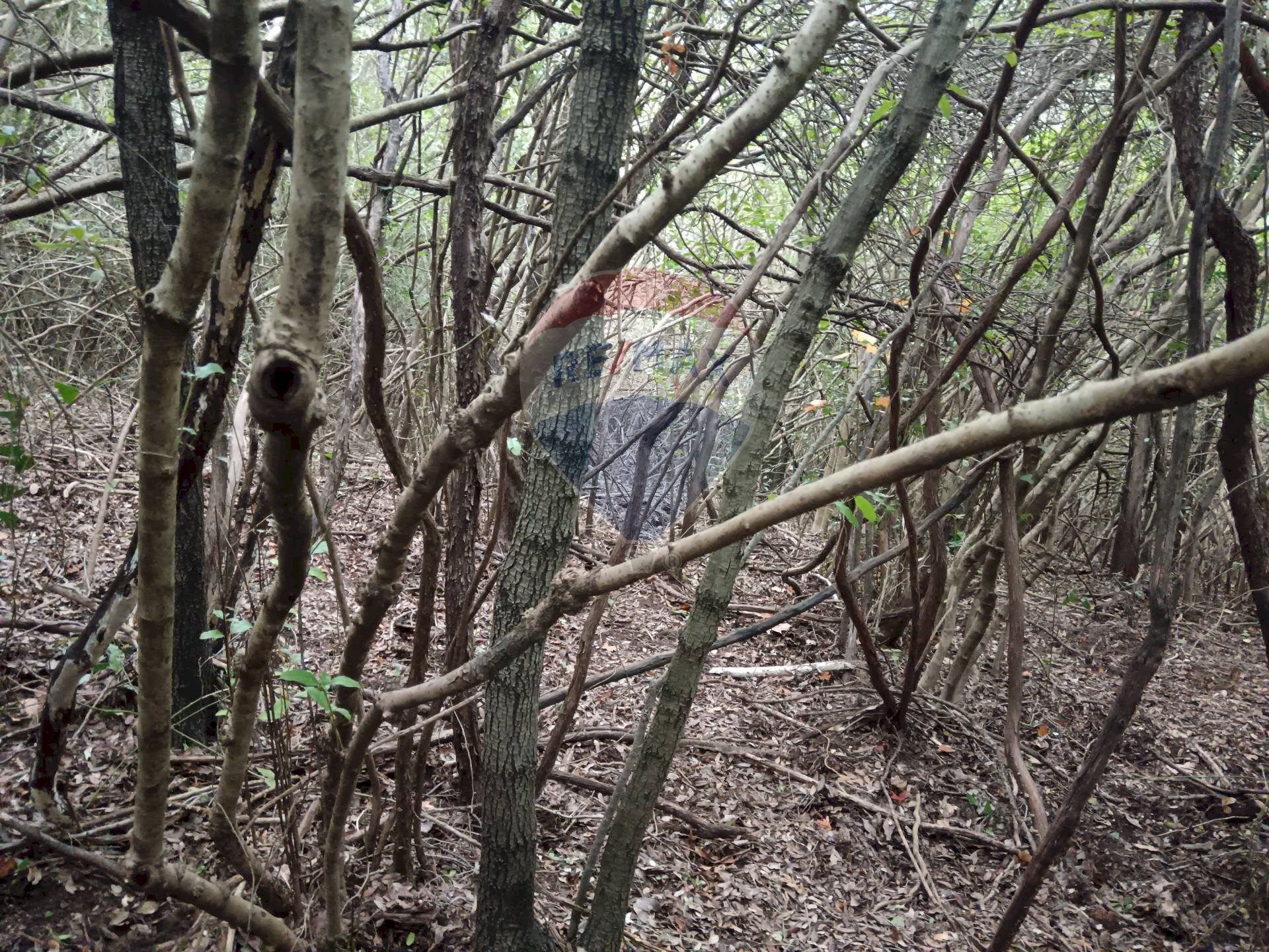 TERRENO BOSCHIVO - Terreno agricolo LOCALITA' FORNACE
 
SNC, Gavorrano - foto 1