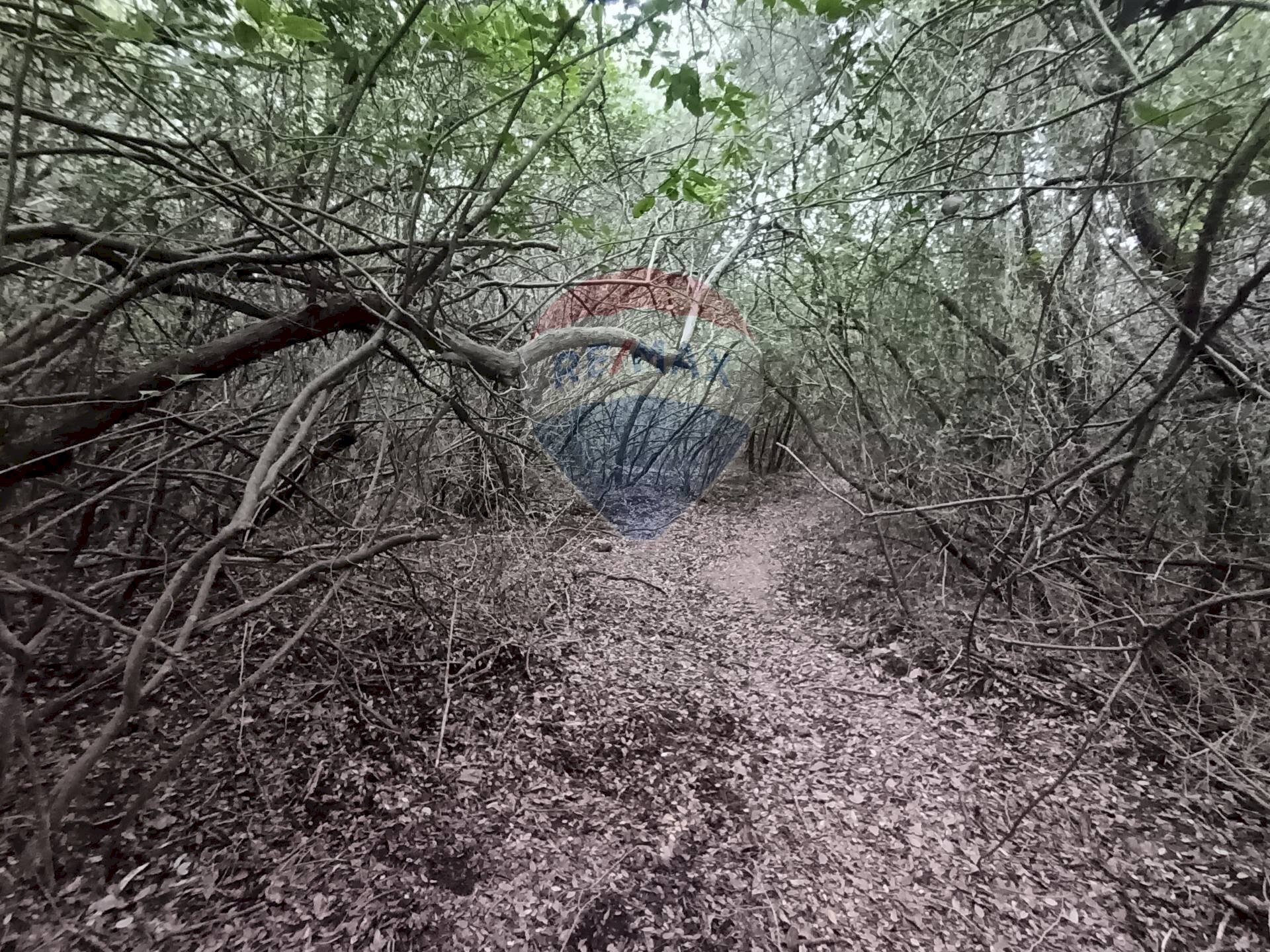 TERRENO BOSCHIVO - Terreno agricolo LOCALITA' FORNACE
 
SNC, Gavorrano - foto 2