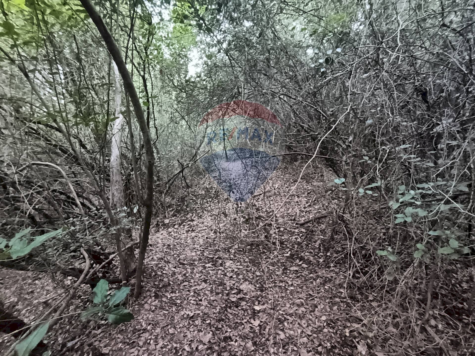 TERRENO BOSCHIVO - Terreno agricolo LOCALITA' FORNACE
 
SNC, Gavorrano - foto 3