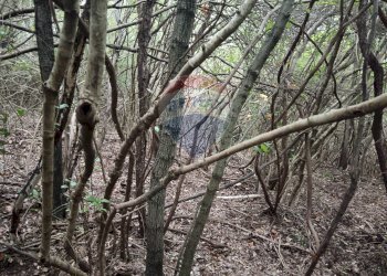 TERRENO BOSCHIVO - Terreno agricolo LOCALITA' FORNACE
 
SNC, Gavorrano - foto 1