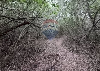 TERRENO BOSCHIVO - Terreno agricolo LOCALITA' FORNACE
 
SNC, Gavorrano - foto 2