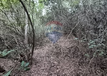 TERRENO BOSCHIVO - Terreno agricolo LOCALITA' FORNACE
 
SNC, Gavorrano - foto 3