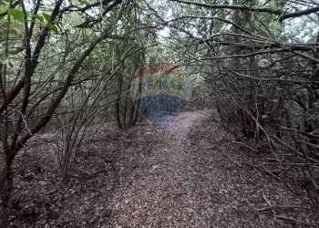 TERRENO BOSCHIVO - Terreno agricolo LOCALITA' FORNACE
 
SNC, Gavorrano - foto 4