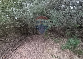 TERRENO BOSCHIVO - Terreno agricolo LOCALITA' FORNACE
 
SNC, Gavorrano - foto 6