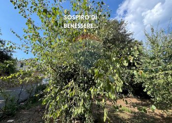 ALBERI DA FRUTTO - Casa semi indipendente VIA ROMA
 
73A, Roccastrada - foto 24