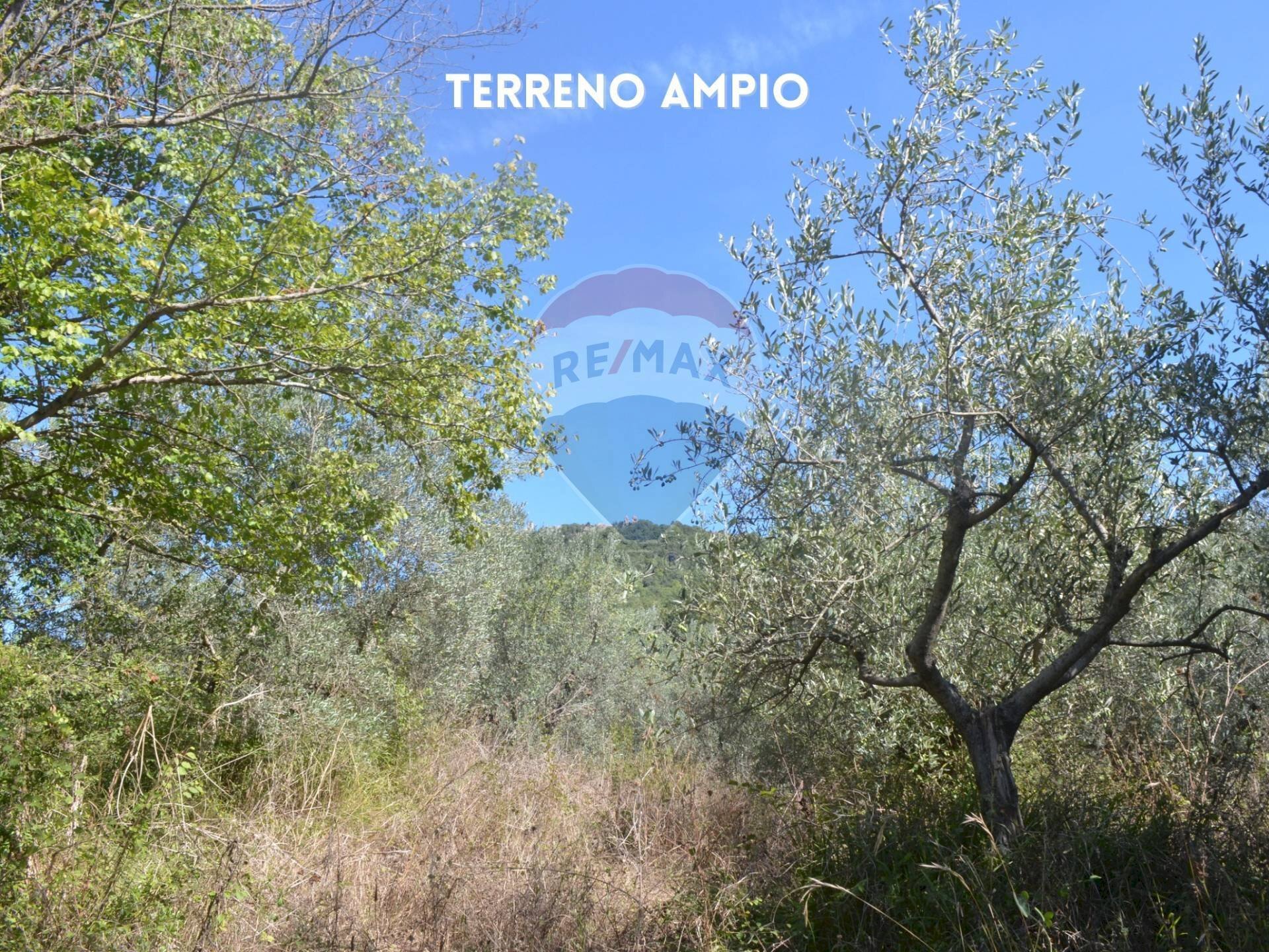 ULIVI - Terreno agricolo LOCALITA' CASETTE
 
SNC, Roccastrada - foto 3