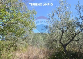 ULIVI - Terreno agricolo LOCALITA' CASETTE
 
SNC, Roccastrada - foto 3
