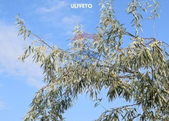 ULIVI - Terreno agricolo LOCALITA' CASETTE
 
SNC, Roccastrada - foto 6