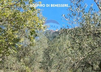 ULIVI - Terreno agricolo LOCALITA' CASETTE
 
SNC, Roccastrada - foto 8