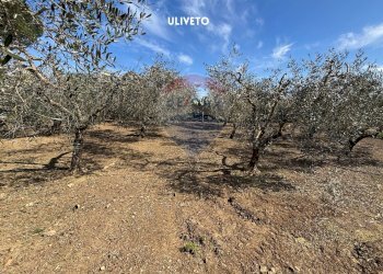 ULIVI - Casa indipendente LOCALITA' SAN ROCCO
 
SNC, Suvereto - foto 14