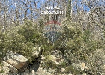 DETTAGLIO GIARDINO - Villa VIA DEL SEMINARIO
 
1B, Roccastrada - foto 40