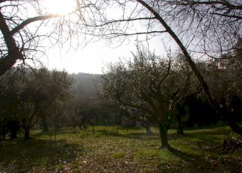 giardino - Casa semi indipendente VIA SAVIGNANO, Cartoceto - foto 39