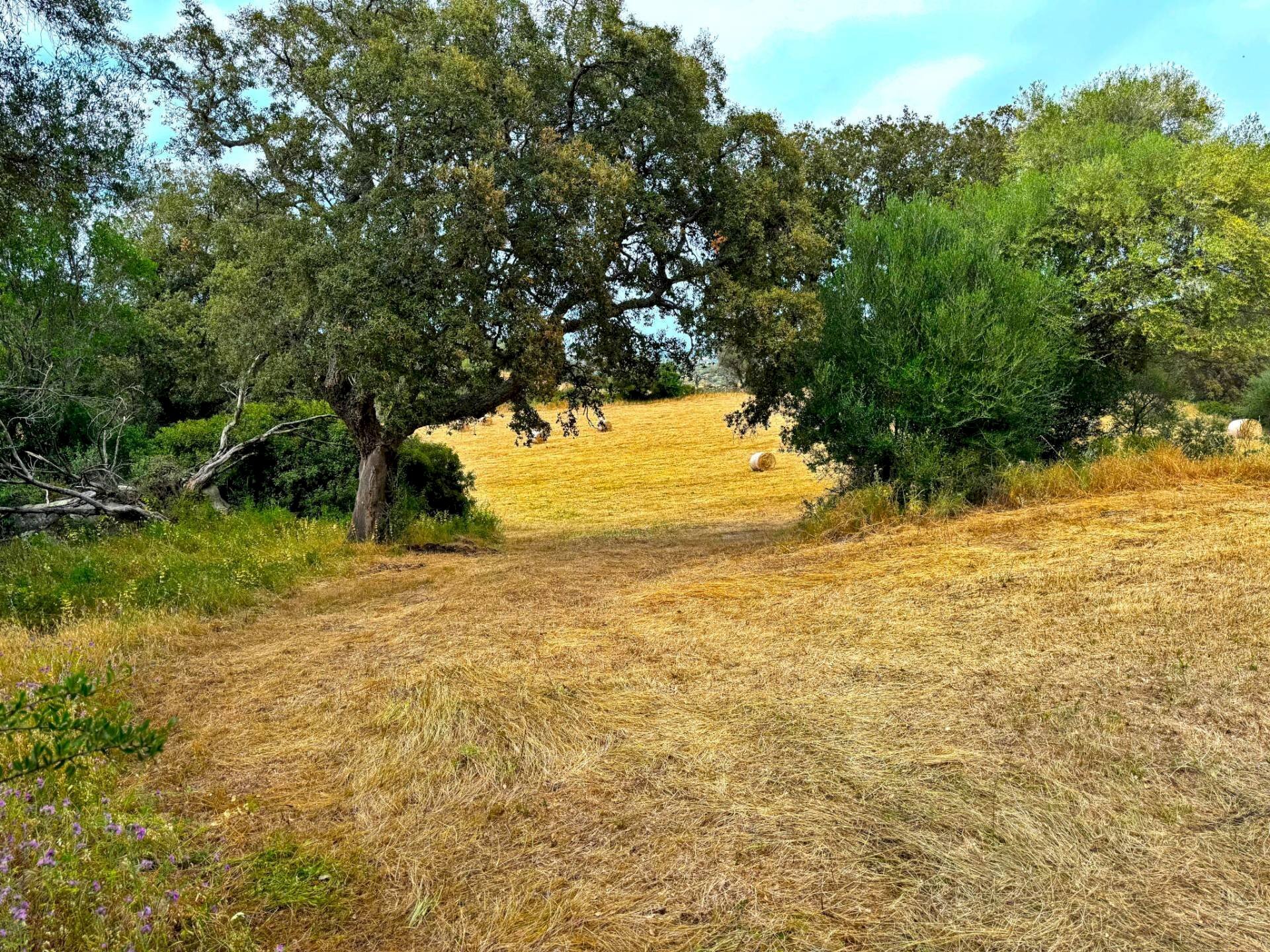 Foto 2 - Agricultural land Luogosanto - photo 2