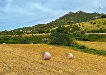 Foto 4 - Agricultural land Luogosanto - photo 4